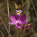 Calopogon simpsonii (Simpson's Grass-Pink orchid)