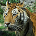 BESANCON: Un tigre de sibérie de la citadelle.