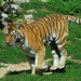 BESANCON: Un tigre de sibérie de la citadelle.