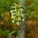 Gymnadeniopsis clavellata (Club Spur orchid)