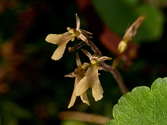 Neottia smallii (Kidney Leaf Twayblade orchid)