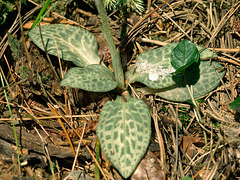Goodyera tesselata (Checkered Rattlesnake Plantain orchid)