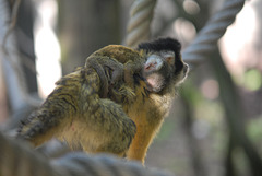BESANCON: La Citadelle : Un singe écureuil de bolivie.