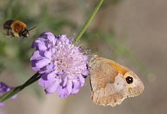 Meadow Brown (Maniola jurtina) butterfly and Bumble Bee