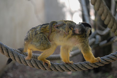 BESANCON: La Citadelle :  Un singe écureuil de bolivie.