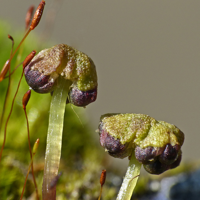 Pressia quadrata Liverwort