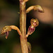 Corallorhiza bentleyi (Bentley's Coralroot orchid)