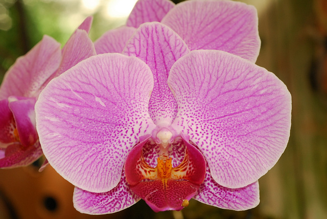 NICE: Parc Phoenix: Une fleur d'Orchidée.
