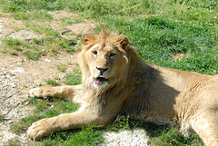 BESANCON: La Citadelle : Un jeune lion d'asie.