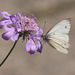 Green Veined White (Pieris napi) butterfly