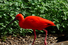 BESANCON: La Citadelle: Un ibis.