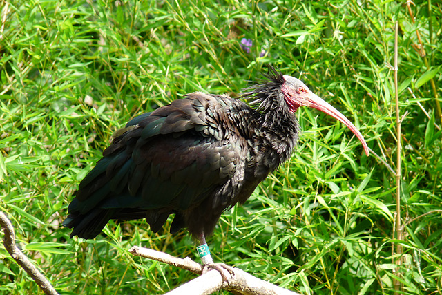 BESANCON: La Citadelle: Un ibis.