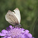 Green Veined White (Pieris napi) butterfly