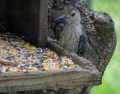The Red Bellied Woodpeckers had a male & a female chick this year This is the female