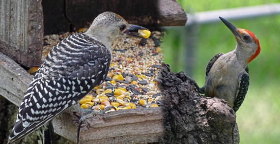 The Red Bellied Woodpeckers had a male & a female chick this year This is both merged
