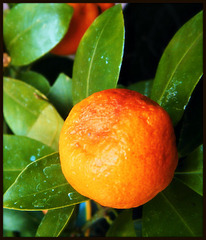 rêve orange du jardin 100 %% BIO
