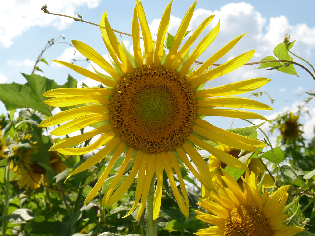 sunflower at McKee-Beshers
