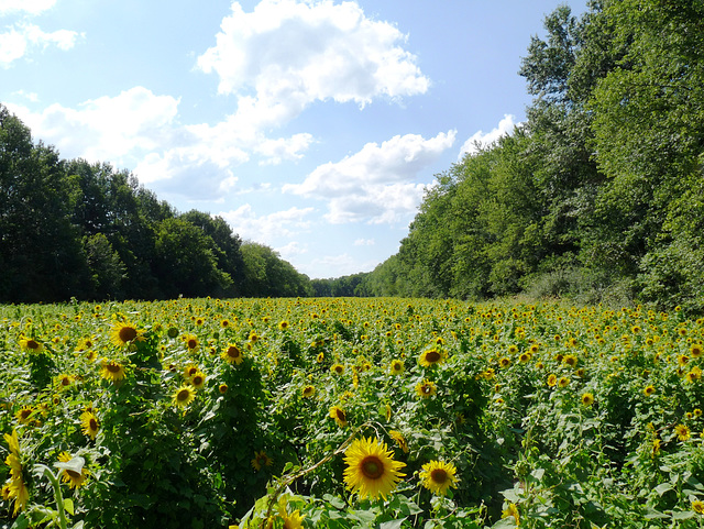 sunflower fields forever
