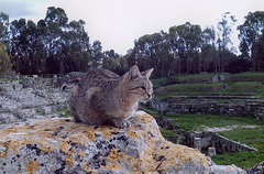 Cat Overlooking the Roman Amphitheatre in Syracuse, March 2005