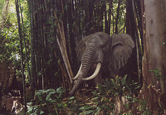 Solitary Elephant on the Jungle Cruise Ride in Disneyland, 2003