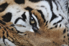 BESANCON: L'oeil du tigre de Sibérie.