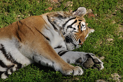 BESANCON: Un Tigre de Sibérie.