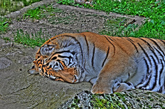 BESANCON: La Citadelle:  Un Tigre de Sibérie. (HDR)