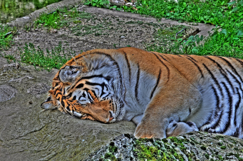 BESANCON: La Citadelle:  Un Tigre de Sibérie. (HDR)