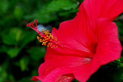 MONACO: Une fleur d' hibiscus