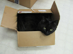 Mail Order Cat-A-Log