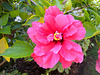 MONACO: Une fleur d' hibiscus.