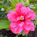 MONACO: Une fleur d' hibiscus.