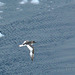 Antarctic Petrel