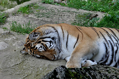 BESANCON:La Citadelle: Un Tigre de sibérie. (HDR).