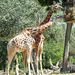 Giraffen (Giraffa camelopar) ©UdoSm