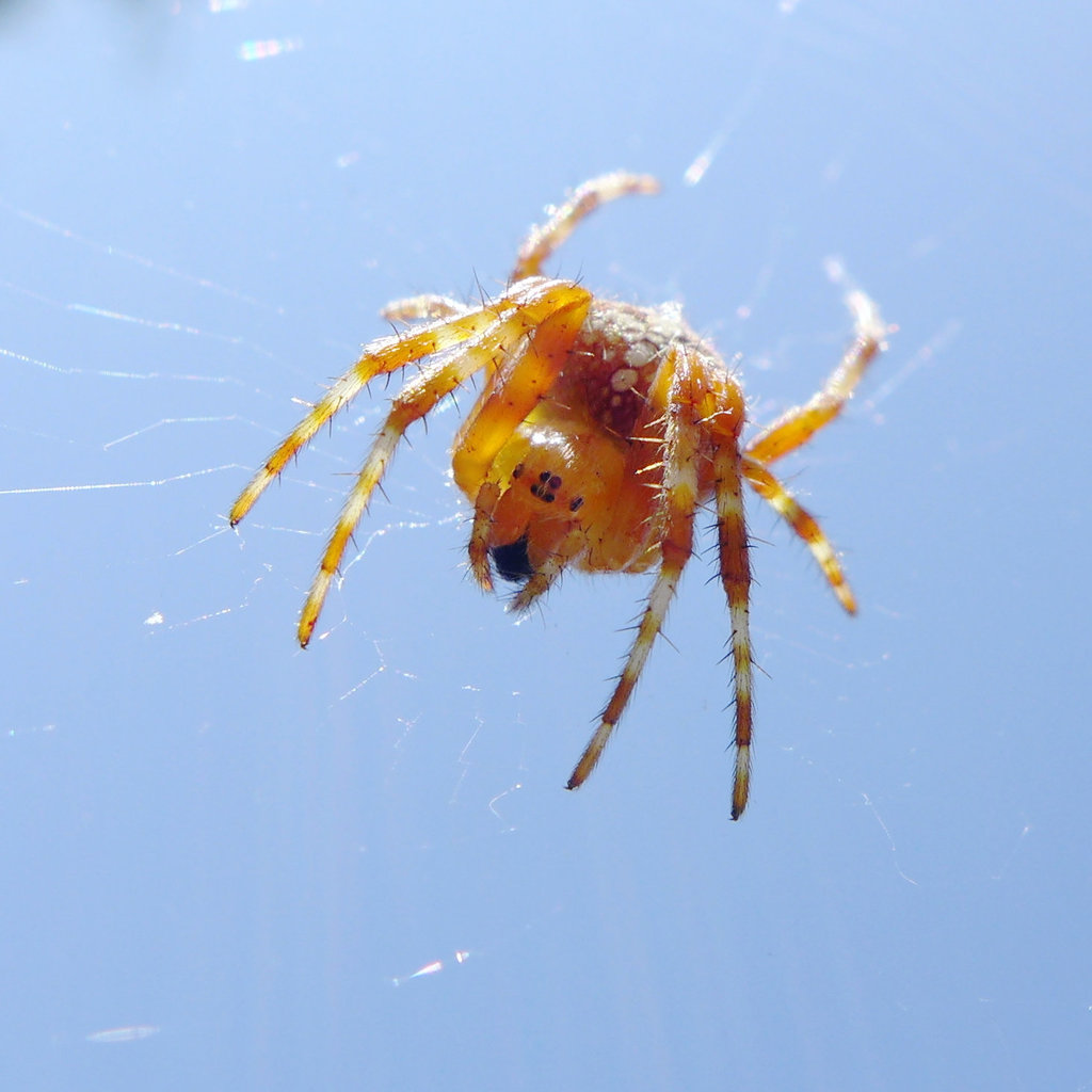 cross spider