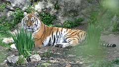 BESANCON: La Citadelle: Un tigre de Sibérie.