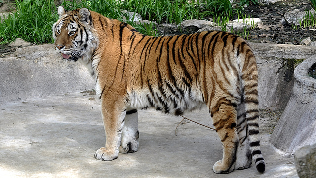BESANCON: La Citadelle: Un tigre de Sibérie.