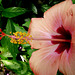 NICE Parc Phoenix: Une fleur d' hibiscus.