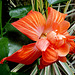 NICE Parc Phoenix: Une fleur d' hibiscus.