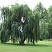 Tree in Croton Point Park, June 2007
