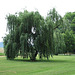 Tree in Croton Point Park, June 2007