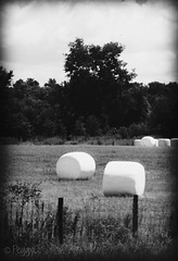 Marshmallow fields ..
