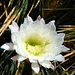 EZE VILLAGE: Fleur de cactus au jardin exotique.
