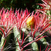 EZE VILLAGE: Fleur de cactus au jardin exotique.