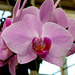 NICE Parc Phoenix: Une fleur d' Orchidée.