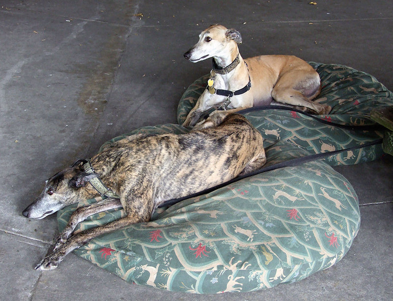 John and Rufina's Greyhounds at the Picnic on the Rhine Event, June 2007