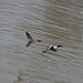 BESANCON: Un couple de canard  harle bièvre (Mergus merganser). 09.