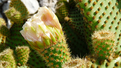 EZE VILLAGE: Cactus au jardin exotique.