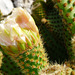 EZE VILLAGE: Cactus au jardin exotique.